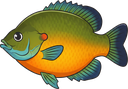 Bluegill