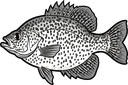 Crappie